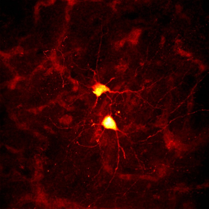 finch neurons.jpg (440 KB)
